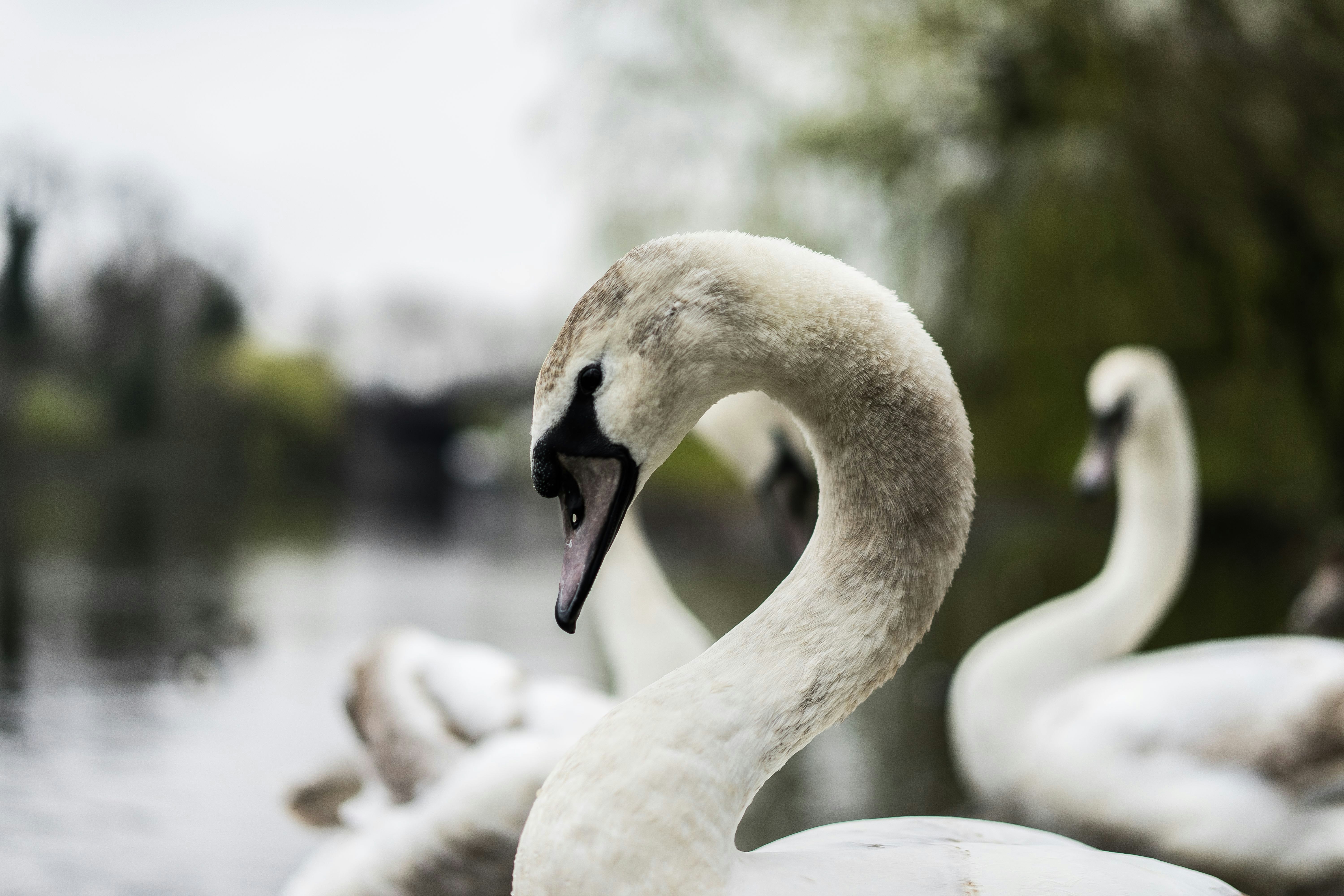 white swan on water during daytime